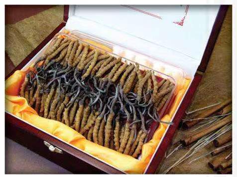 闻喜冬虫夏草回收